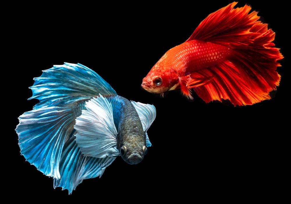 Betta Esse Peixe Pode Respirar Fora da Água