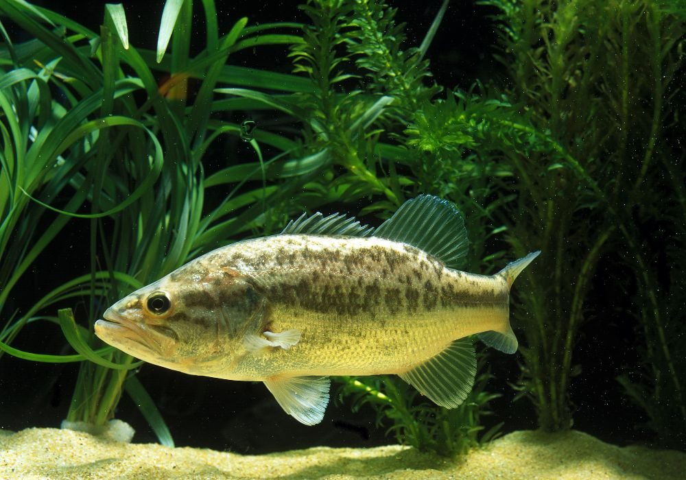 Alevino de Black Bass para Piscicultura Alevino de Black Bass para Piscicultura