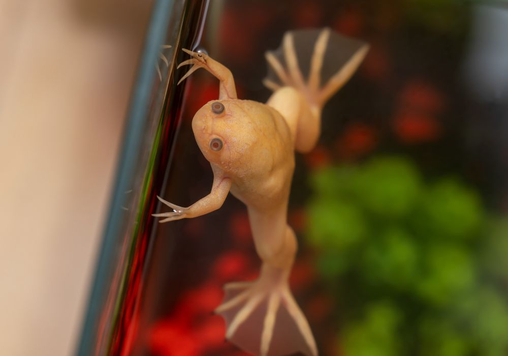 Filhote de Rã Xenopus em São Paulo Filhote de Rã Xenopus em São Paulo